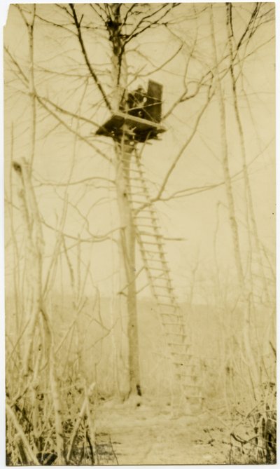 Una piattaforma di osservazione e una scala alta su un albero alto da Carl Michel